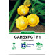 Патисон Санбурст F1, 5 шт