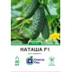 Огірок Наташа F1, 20 шт