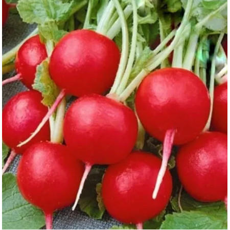 Редиска Ілка, 5 кг
