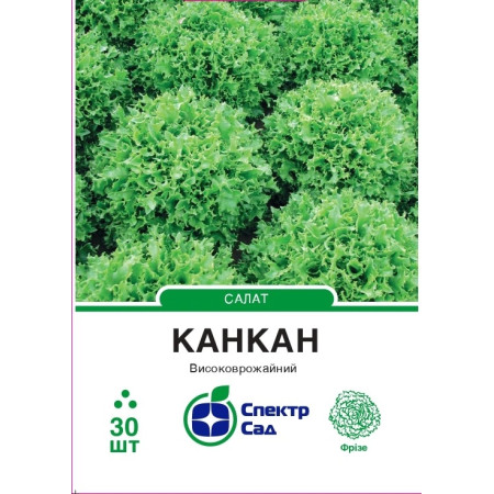 Салат Канкан, тип Фрізе, 30 шт