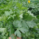 Петрушка листова Новас, 1 г
